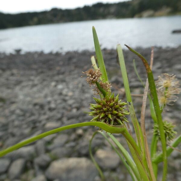 Sparganium angustifolium Blad