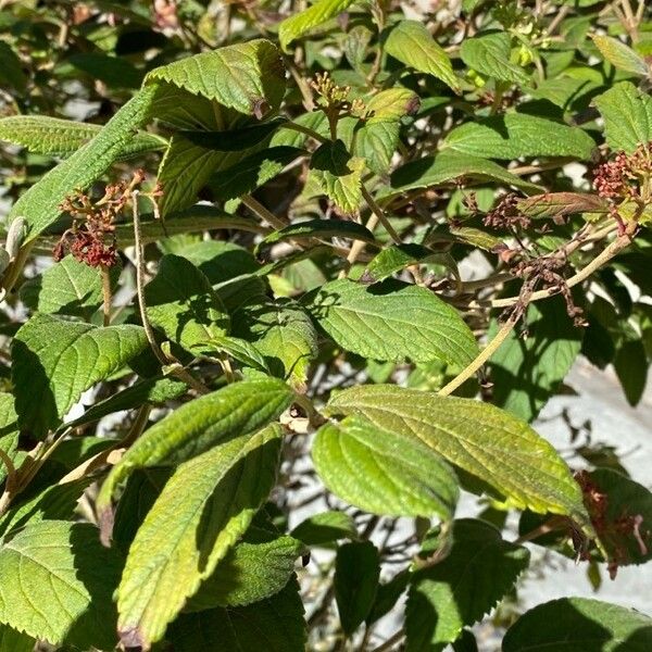 Viburnum plicatum Leaf