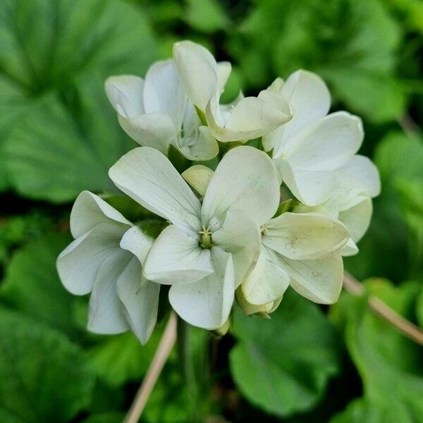 Pelargonium zonale Λουλούδι