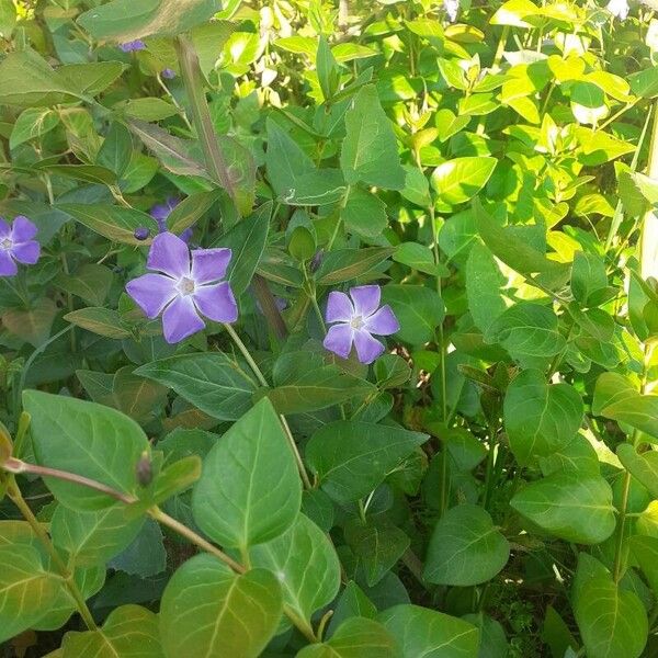 Vinca major Цвят