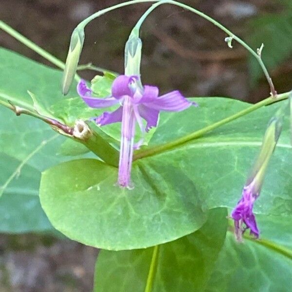 Prenanthes purpurea Floro