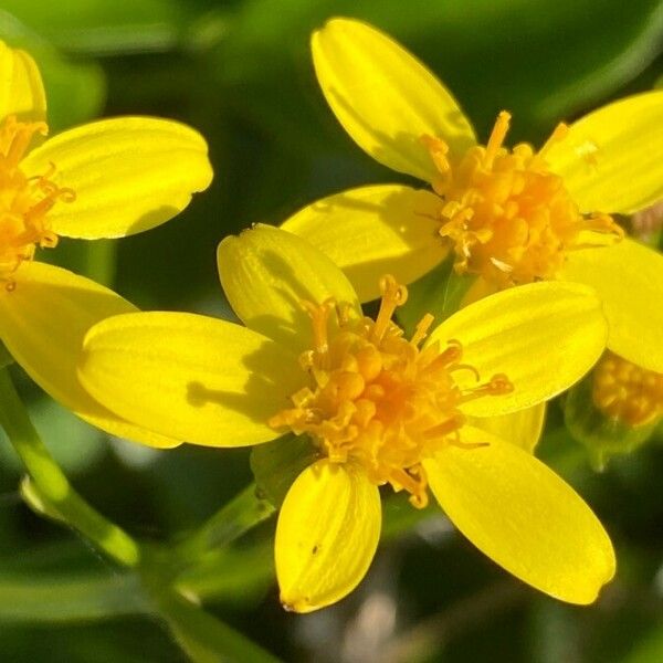 Senecio angulatus Flor