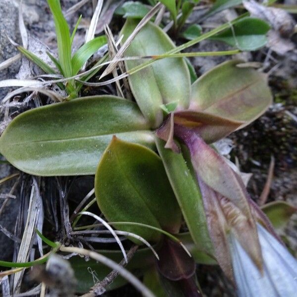 Gentiana clusii Fuelha