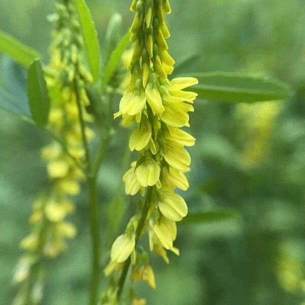 Melilotus officinalis Cvet