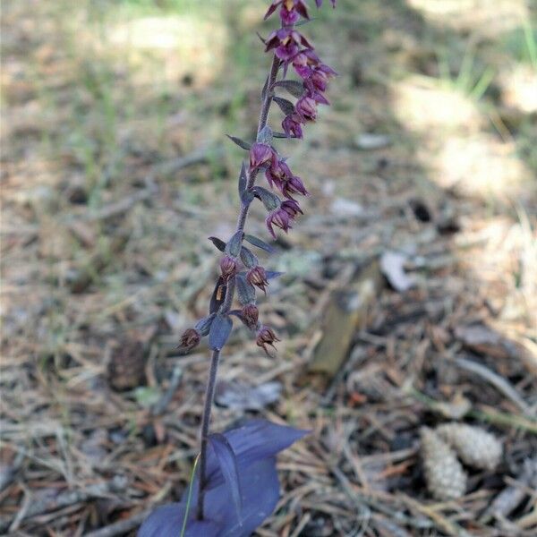 Epipactis atrorubens Hábitos