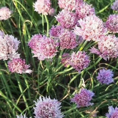 Allium acutiflorum Flower