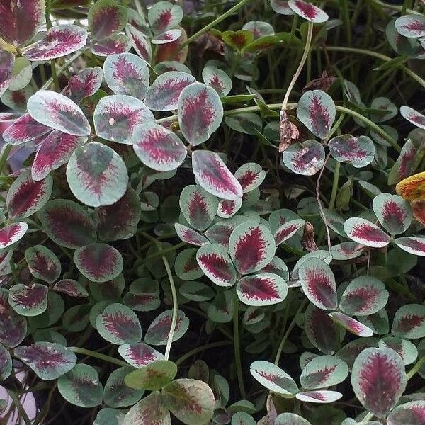 Oxalis purpurea Hábitos