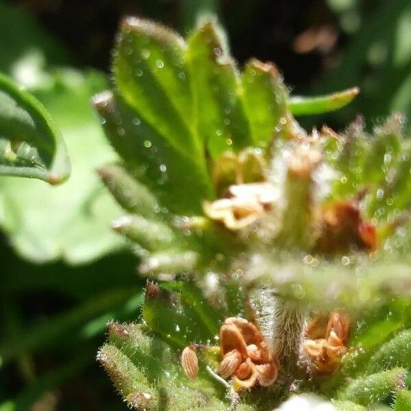 Euphrasia hirtella Blad