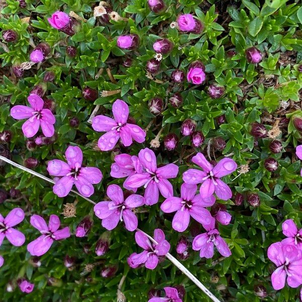 Silene acaulis Flower