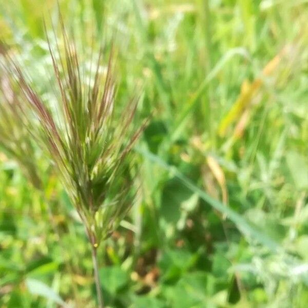 Anisantha madritensis Flower