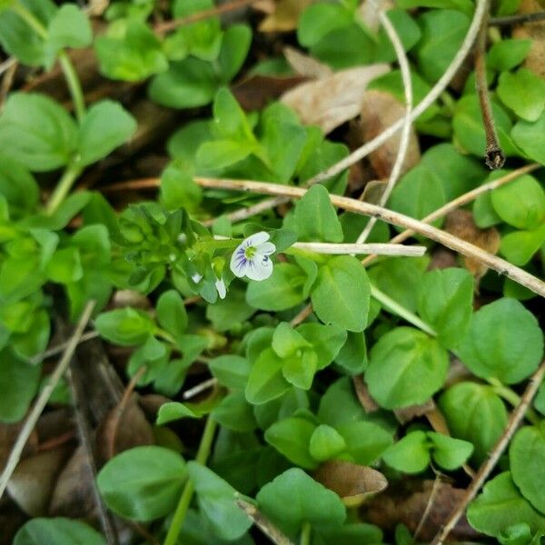 Veronica serpyllifolia Цветок