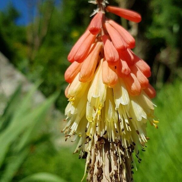 Kniphofia uvaria ᱵᱟᱦᱟ