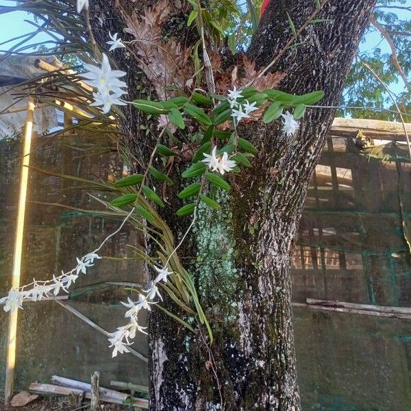 Dendrobium crumenatum Kvet