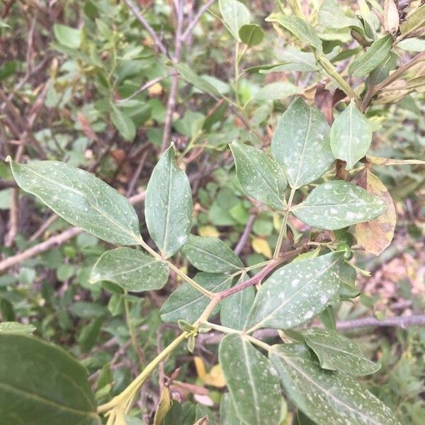 Chrysojasminum odoratissimum Folha