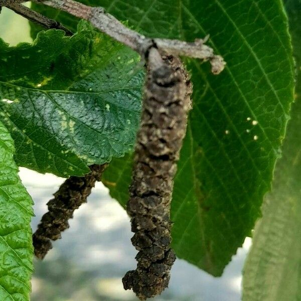 Alnus acuminata Fruit