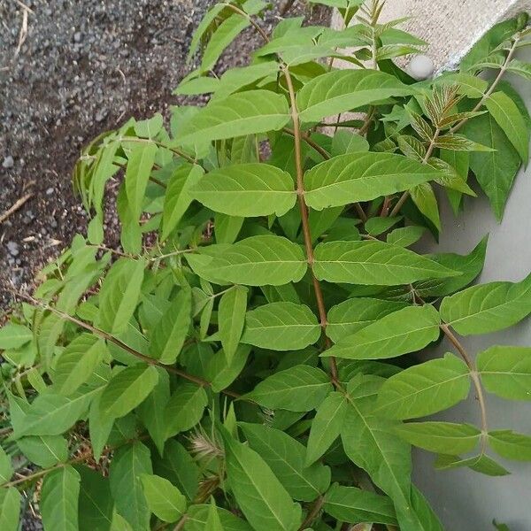 Ailanthus altissima 叶