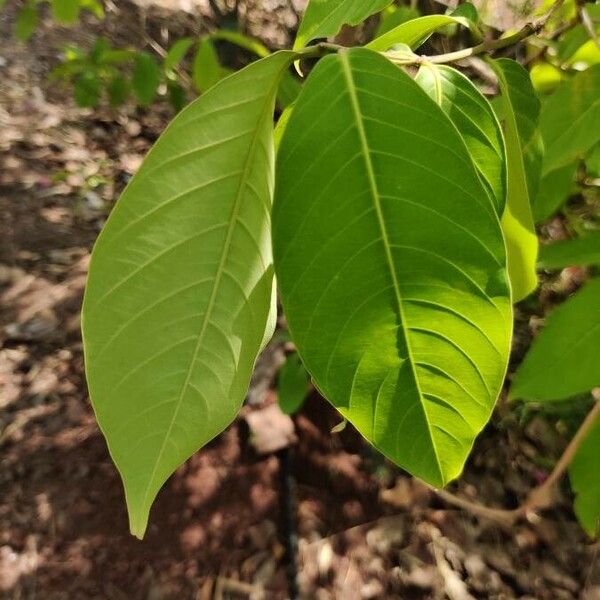 Holarrhena pubescens Blad