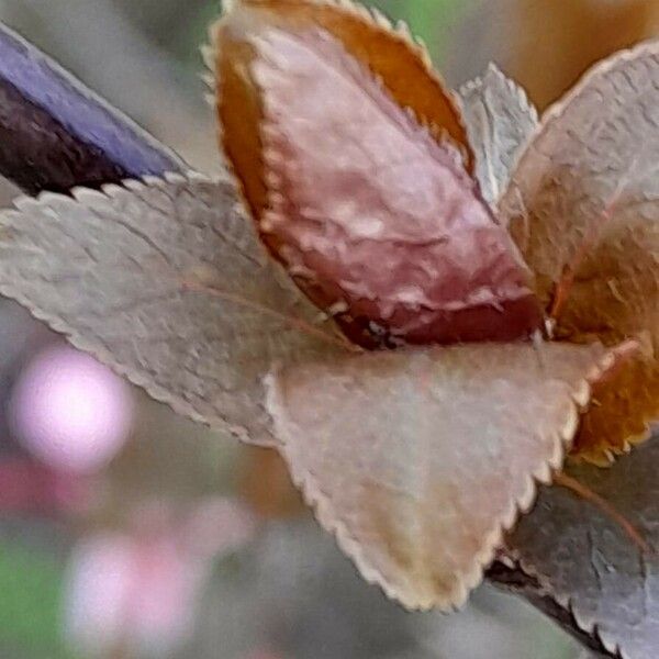 Prunus cerasifera Kita
