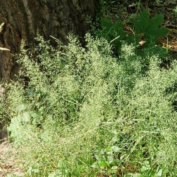 Agrostis capillaris Blüte