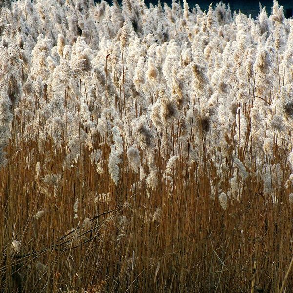 Phragmites australis Hábito