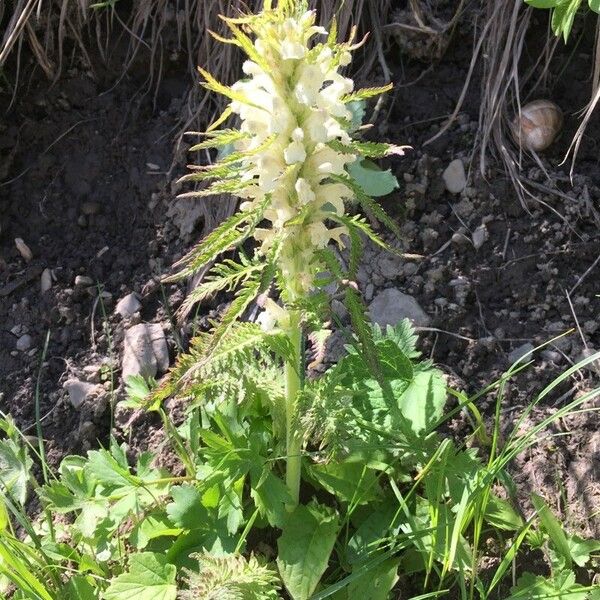 Pedicularis foliosa Flower