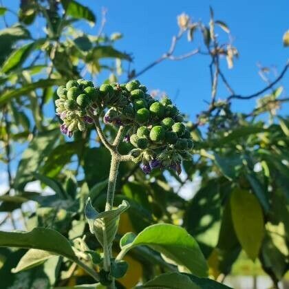 Solanum mauritianum Fruit