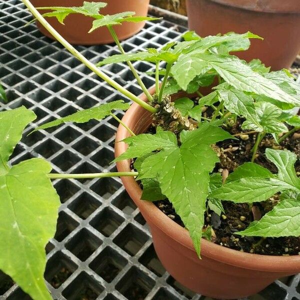 Dorstenia contrajerva Hábitos