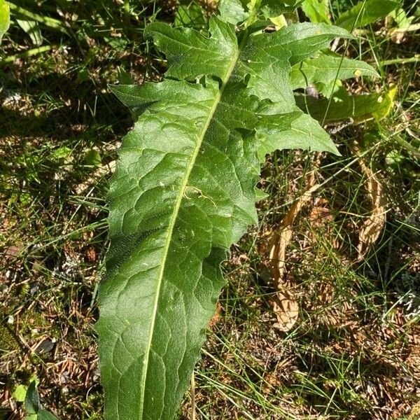 Bunias orientalis Leaf