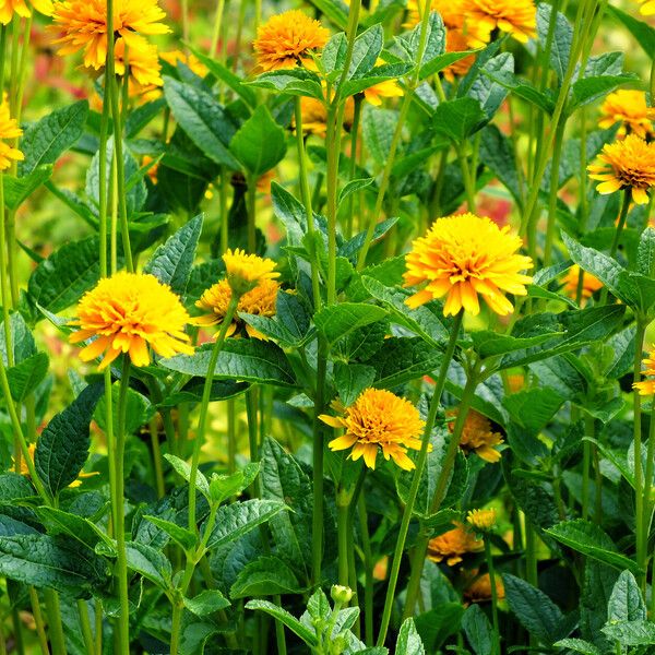 Heliopsis helianthoides ফুল