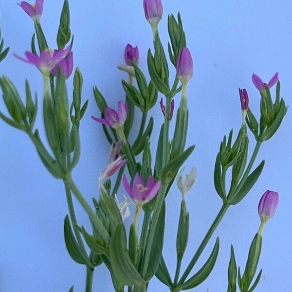 Centaurium tenuiflorum Çiçek