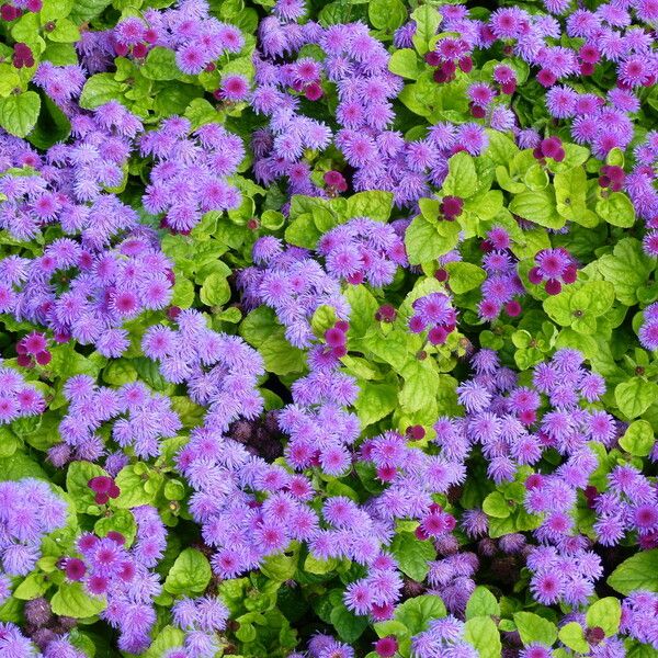 Ageratum houstonianum Õis