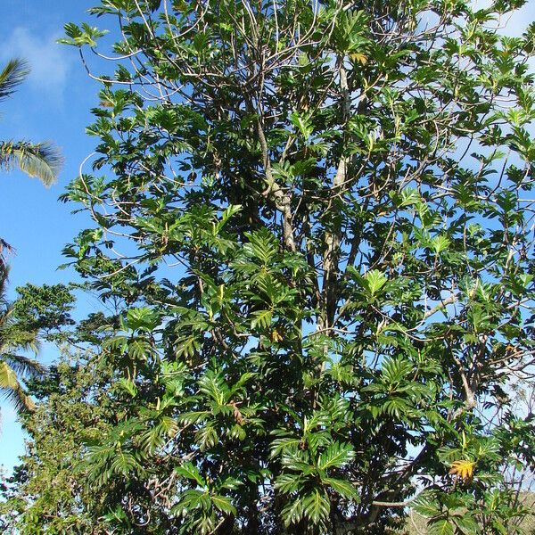 Artocarpus altilis Habit