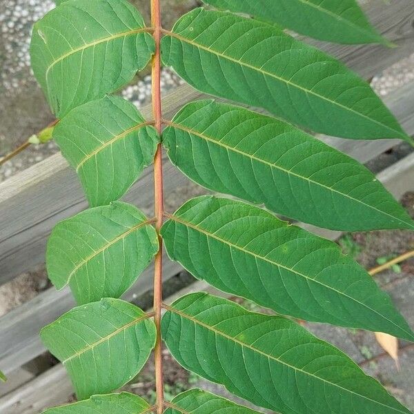 Ailanthus altissima Листок