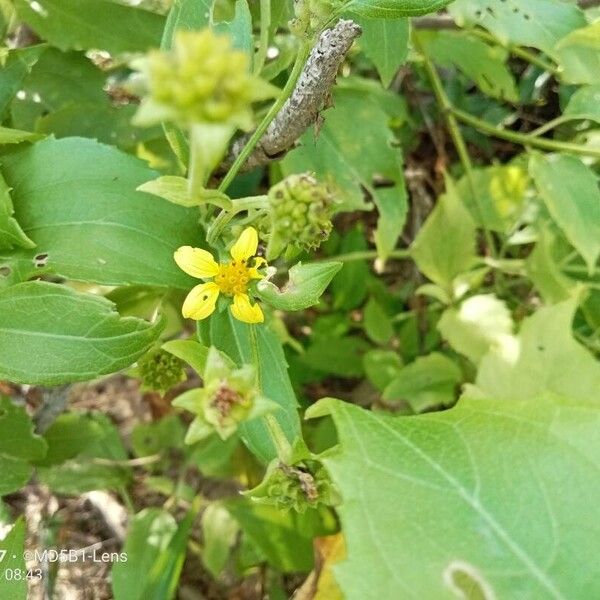 Wollastonia biflora Fiore