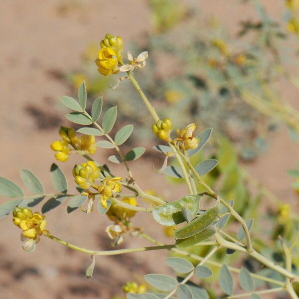 Senna alexandrina Blomst