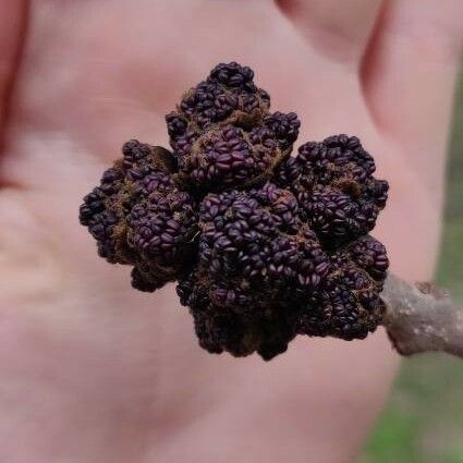 Fraxinus excelsior Blomma