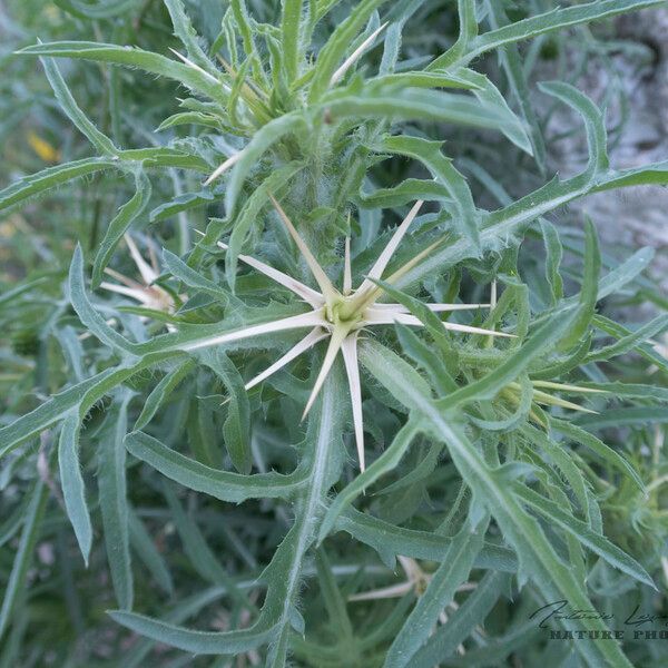 Centaurea calcitrapa Hoja