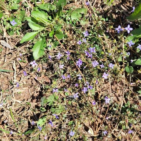 Houstonia pusilla Flower