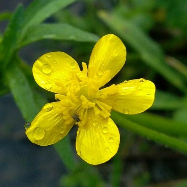 Ranunculus sardous Õis