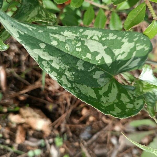 Smilax bona-nox Feuille