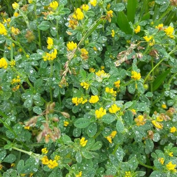 Medicago lupulina Kwiat