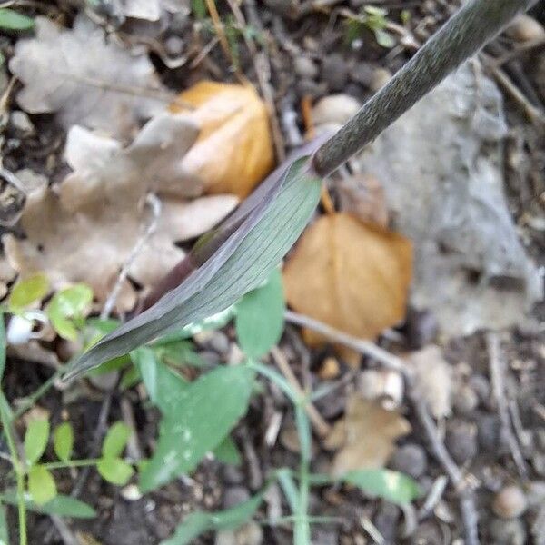 Epipactis microphylla Blatt