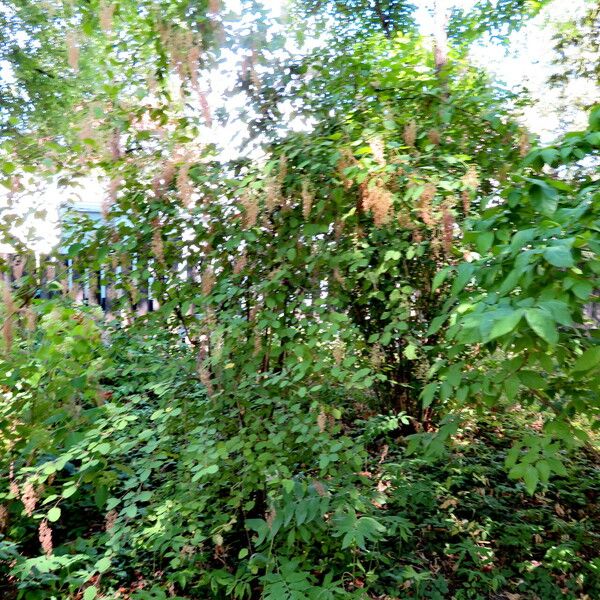 Holodiscus discolor Habit