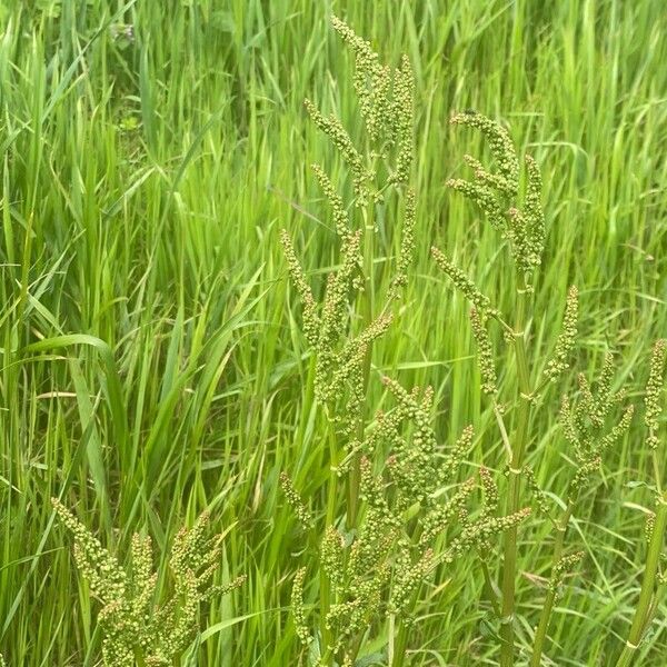 Rumex thyrsiflorus Blomst