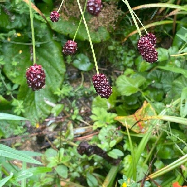 Sanguisorba officinalis Habit