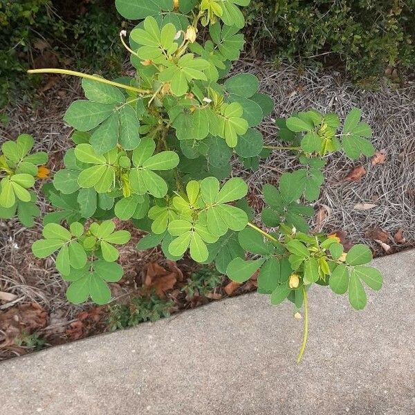 Senna obtusifolia 葉