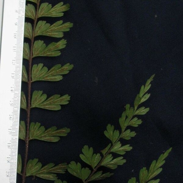 Asplenium praemorsum 其他