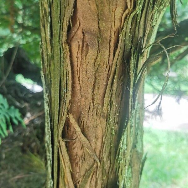 Podocarpus totara Bark