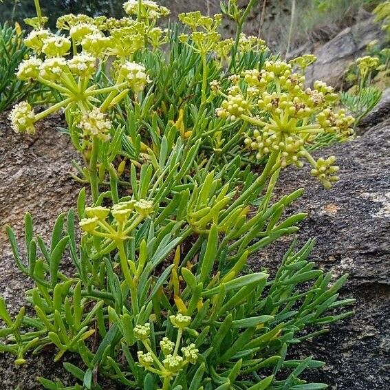 Crithmum maritimum 葉