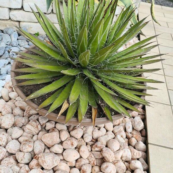 Agave filifera Fuelha